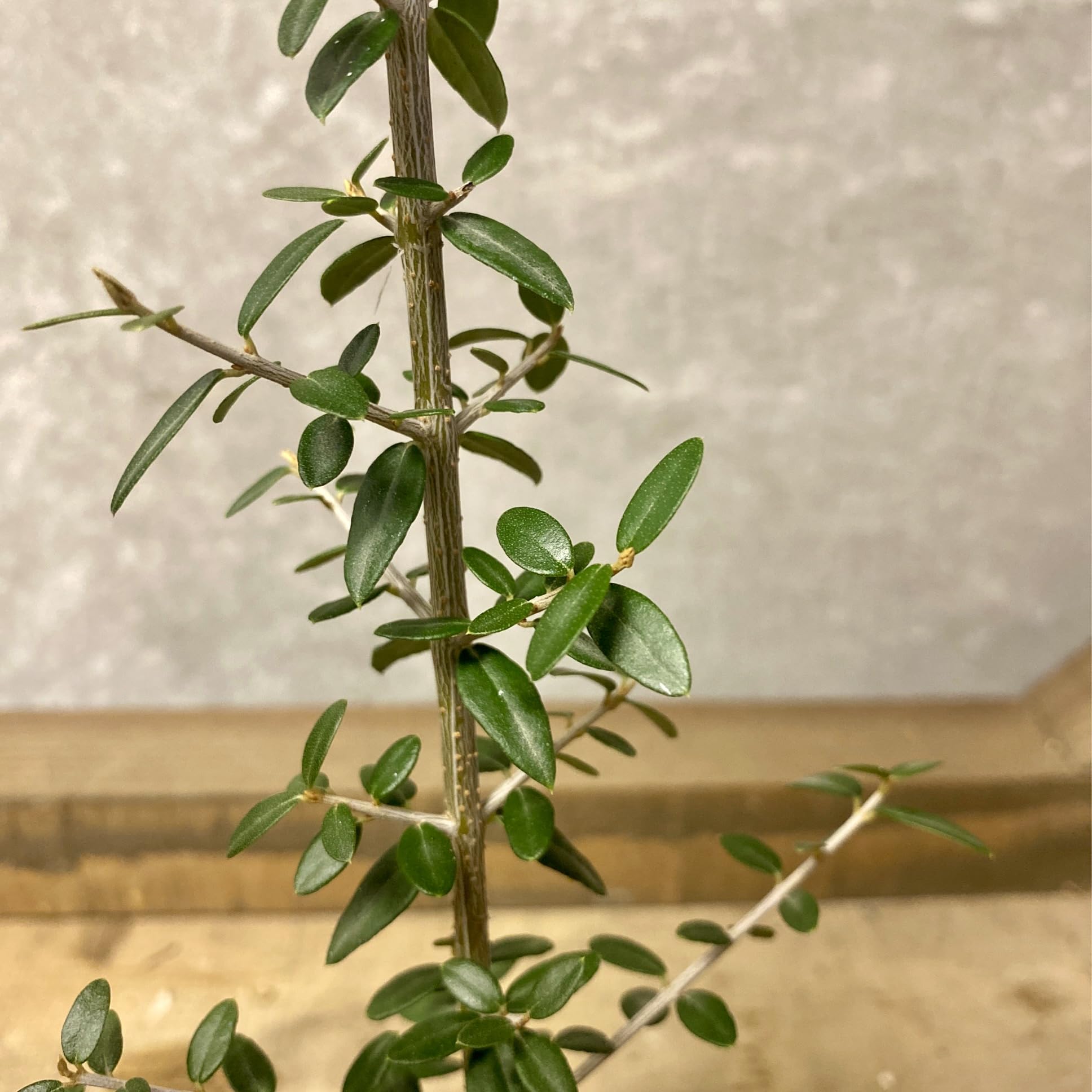 Amazon.co.jp: 苗木 オリーブの木 オリーブ シルベストリス : DIY